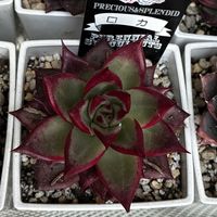 モンブラン,フロリディティ,ロカ,フロリアナ,メディニラマグニフィカリンドルの画像