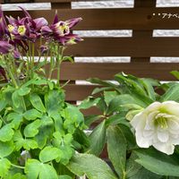 オダマキ,ヒヤシンス,花のある暮らし, クリスマスローズ,繋がりに感謝✨の画像