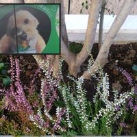 カルーナ,カルーナ,ワンワン祭り,いつも心に太陽を,花咲く乙女たち♡の画像