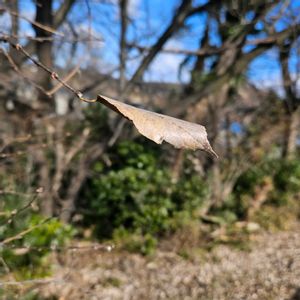 エノキ,いつもの散歩道,グリーンアクセサリー♪,好きな感じ〰️,カサカサツアーよりの画像