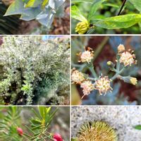 ジンチョウゲ,花うらら,トップシータービー,ハムシー,秋麗の画像