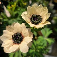 アネモネ　パブニナ,花のある暮らし,横山園芸,花友さんに感謝♡,横山園芸アネモネパブニナの画像