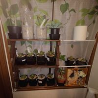 ハナキリン,ホワイトゴースト,ナンバーワン,白鯨,シーザーの画像