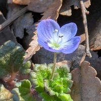 オオイヌノフグリ,ズミ,ロウバイ,ギョリュウバイ,スズメの画像