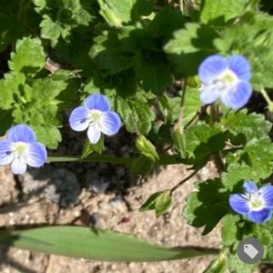 オオイヌノフグリ,オオイヌノフグリ,オオイヌノフグリ   星の瞳,瑠璃唐草（オオイヌノフグリ）,道端の草花の画像