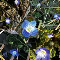 オオイヌノフグリ,オオイヌノフグリ,ピラカンサ,ピラカンサ,ロウバイの画像