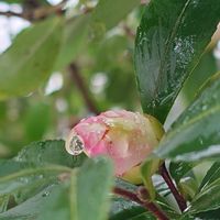 アオキ,サザンカ,繋がりに感謝✨,❄️冬にまけるな❄️,Juneの会の画像