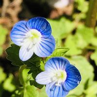 オオイヌノフグリ,花のある暮らし,今日のお花,遊びゴコロ,チーム愛知の画像