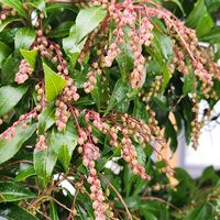 アセビ,アセビ,ノウゼンカズラ,ノウゼンカズラ,ご近所の画像