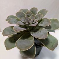 パンドラ,アエオニウム　パンドラ,多肉植物,葉挿し,リメ缶の画像