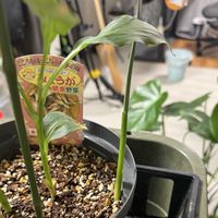 ミョウガの画像