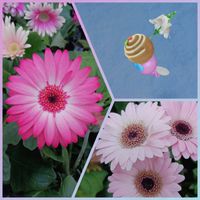 ガーベラ,ガーベラ,ガーベラ,デコ・バレンタインチョコ,バレンタインの画像