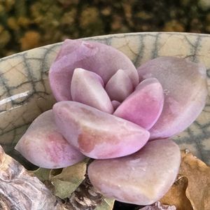 多肉植物,セダム属,エケベリア属,ベランダガーデン,可愛いの画像