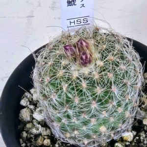 白鯱,手作り,繋がりに感謝✨,輝かしい未来,いつも心に太陽をの画像