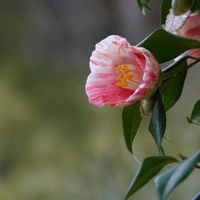 マサキ,椿 （つばき）,椿,マサキ  赤い実,野島公園の画像