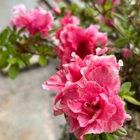 アザレア,アザレア,花のある暮らし,沖縄,おうち園芸の画像