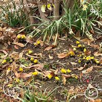 ミズバショウ,紅梅,福寿草,ビタミンカラー,お花大好き♡の画像