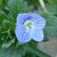 オオイヌノフグリ,フラサバソウ,今日のお花,東高根森林公園,平和を願うの画像