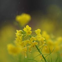 菜の花,葉牡丹,チランジア　コットンキャンディー,ガーデンシクラメン・ジックス,お散歩ちゃんキーホルダーの画像