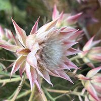 セルリア,セルリア,散歩,ピンクの花,花散歩の画像