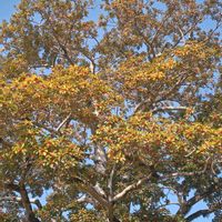 クロガネモチ,クロガネモチ,クロガネモチの実,クロガネモチの実,クロガネモチの実の画像