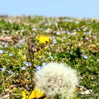 タンポポ,オオイヌフグリ.,オオイヌフグリ.,オオイヌフグリ.,オオイヌフグリ.の画像