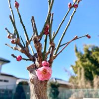 盆栽,可愛い〜♡,季節の花,咲きました,とってもキレイ♡の画像