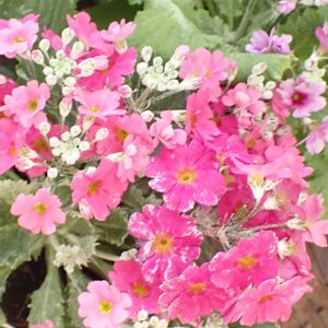 プリムラ・マラコイデス ,鉢植え,軒下,簡易温室の画像