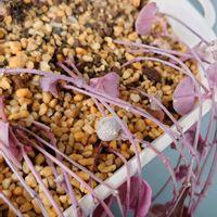 ハートカズラ,多肉植物,観葉植物,塊根植物,花の画像