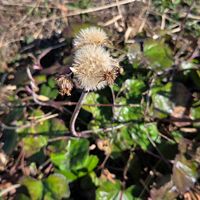 ツワブキ,ツワブキの綿毛,常緑多年草,お出掛け先,木曜モフモフの画像