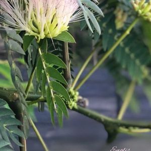 ネムノキ,花のある暮らし,過去ピック,木曜モフモフ,チーム愛知の画像