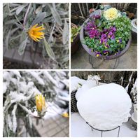 アリッサム,ガーデンシクラメン,葉牡丹,ビオラ,ガザニアビースト　シルバーフォックスの画像