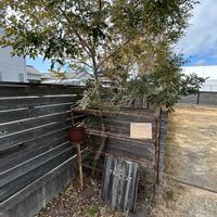 観葉植物,グリーン,シンボルツリー,お出かけ先の画像