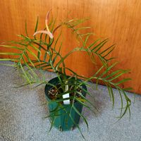 フィロデンドロン,フィロデンドロン,観葉植物,ガーデニング,ボタニカルライフの画像