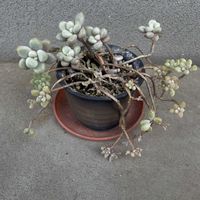 多肉植物,グラプトペタルム,iPhone撮影,小さな庭の画像