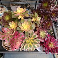 多肉いろいろ,多肉植物,アエオニウム,2のつく日は斑入りの日,ウサぴょん祭りの画像