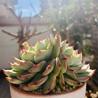 チワワエンシス,多肉植物,鉢植え,ダイソー,エケベリア属の画像