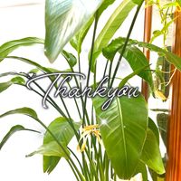 ストレリチア,観葉植物を楽しむ,植物大好き,植物からパワー❣️,見てくれてありがとう♡の画像