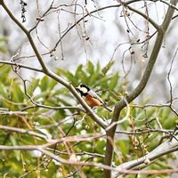 エゴノキ,エゴノキ,番外編,ヤマガラ,木曜は木の画像