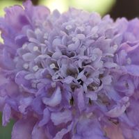 スカビオサ,スカビオサ ブルーバルーン,スカビオサ ブルーバルーン,我が家のお花,庭の画像