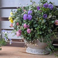 アリッサム,ワイヤープランツスポットライト,パンジー　モルゲンロート,ギャザリング寄せ植え,ギャザリングの画像