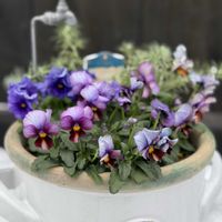 ヌーヴェル・ヴァーグ,ヌーヴェル・ヴァーグ,玄関前,サトウ園芸の画像