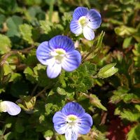 オオイヌノフグリ,オオイヌノフグリ,ツユクサ,ツユクサ,ホトケノザの画像