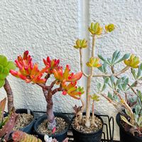 ゴーラム,八千代,マサイの矢尻,八咫鏡(やたのかがみ),多肉植物の画像