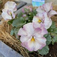 神戸べっぴんさんビオラ,鉢植え,ピンク系,おうち園芸,パンビオ大好きの画像