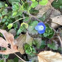 オオイヌノフグリ,初春の花,チーム・ブルー,小峰公園,チーム・ブルー No.154の画像