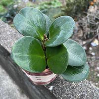 ペペロミア,春が待ち通しいの画像