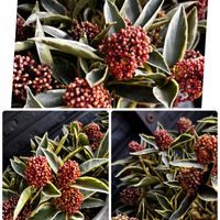 スキミア,スキミア　マジックマルロー,スキミア　マジックマルロー,スキミア ルベラ,スキミア　ルベスタの画像