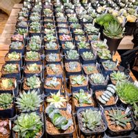 ハオルチア,多肉植物,多肉大好き,多肉植物とサボテン,多肉狩りの画像