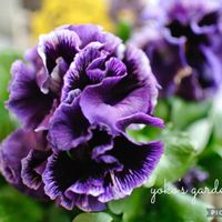 パンジー,カーリーウィッチ,フリンジパンジー　カーリーウィッチ,ベランダガーデン,ガーデニングの画像